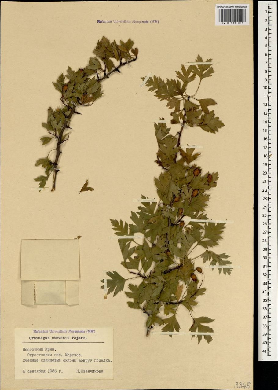 Боярышник Крымский