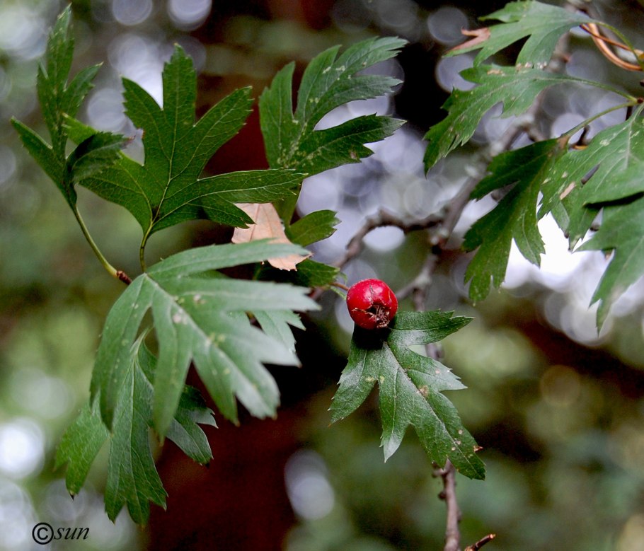 Crataegus coccinea