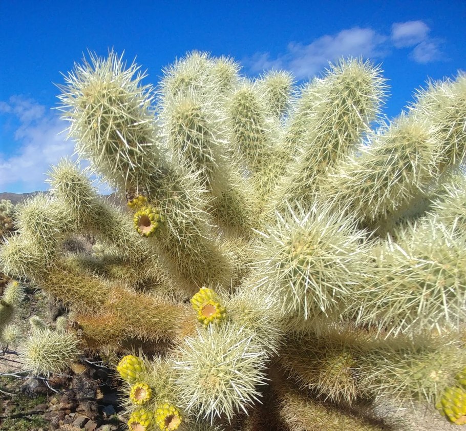 Cylindropuntia imbricata