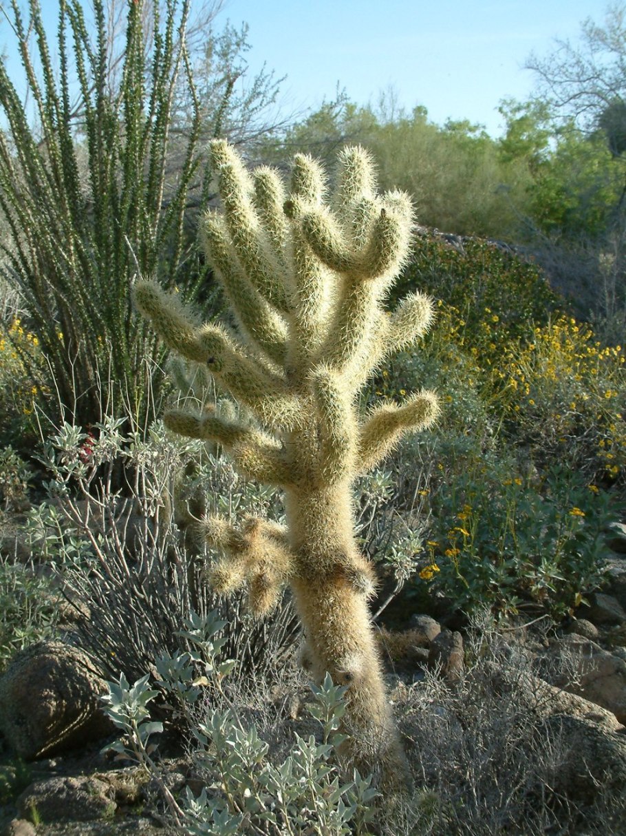 Опунция acanthocarpa