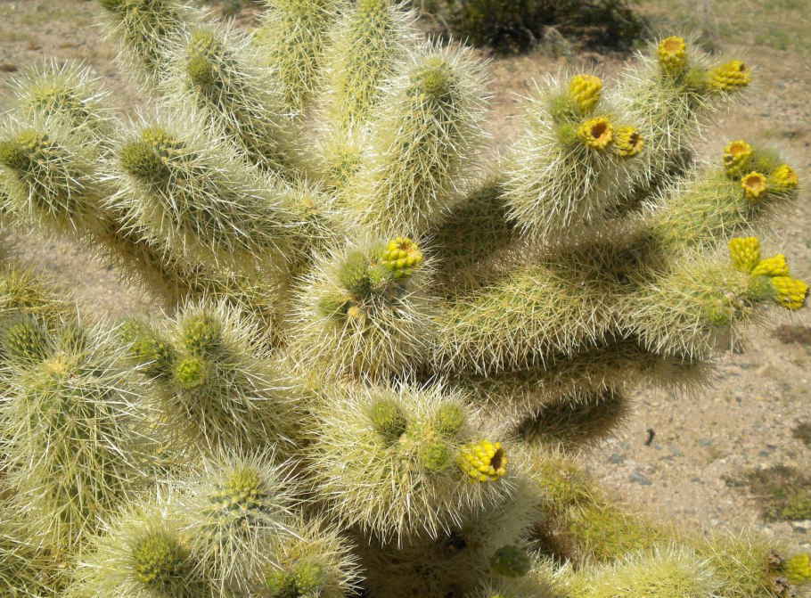 Cylindropuntia acanthocarpa