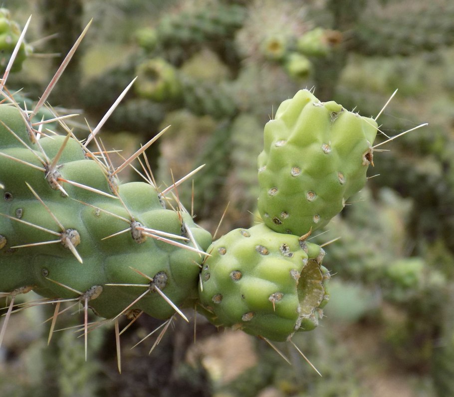 Cylindropuntia versicolor