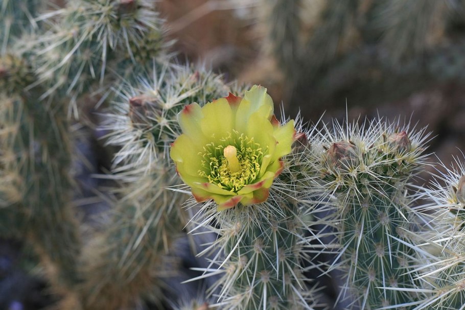 Cylindropuntia imbricata