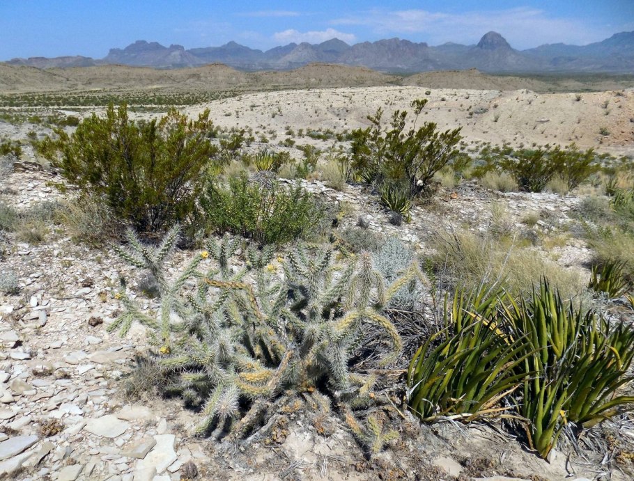Cylindropuntia Cholla