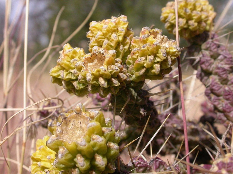 Cylindropuntia spinosior