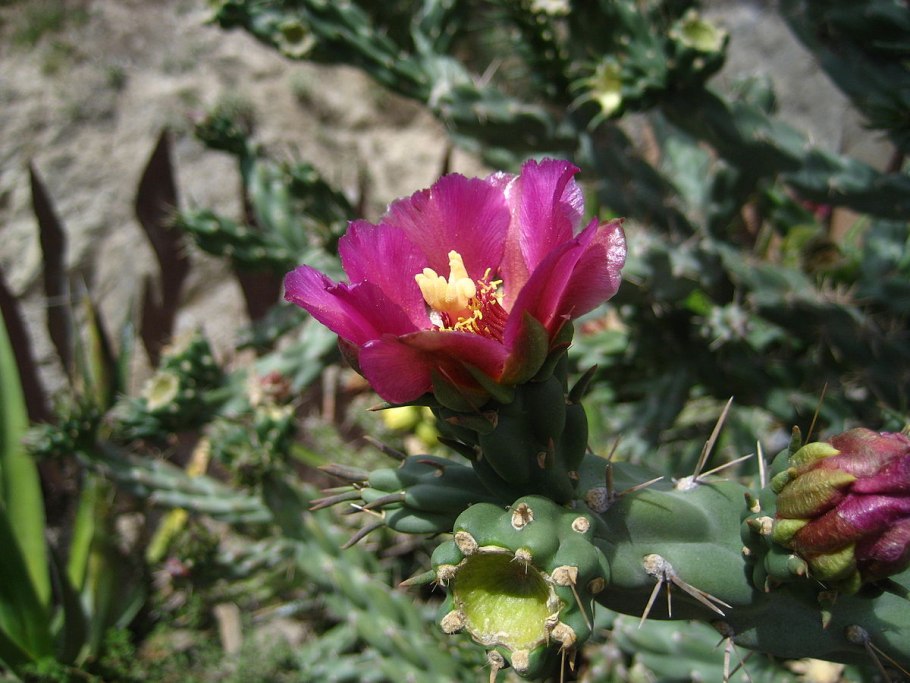Cylindropuntia lloydii