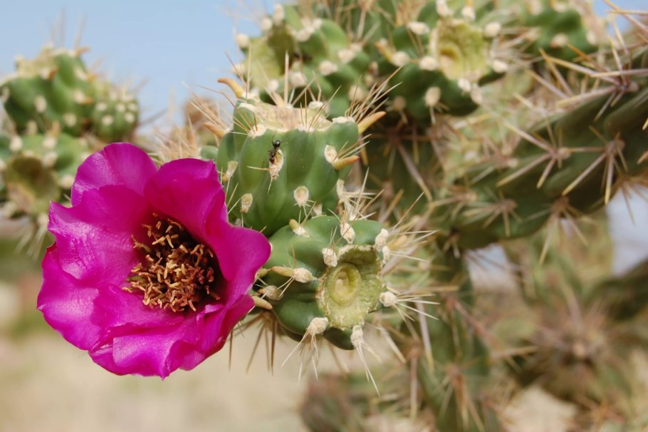 Cylindropuntia boliviensis