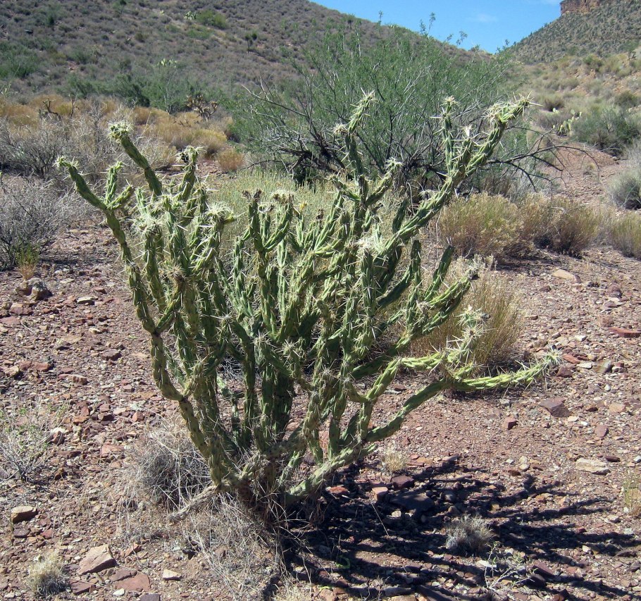 Cylindropuntia bigelovii