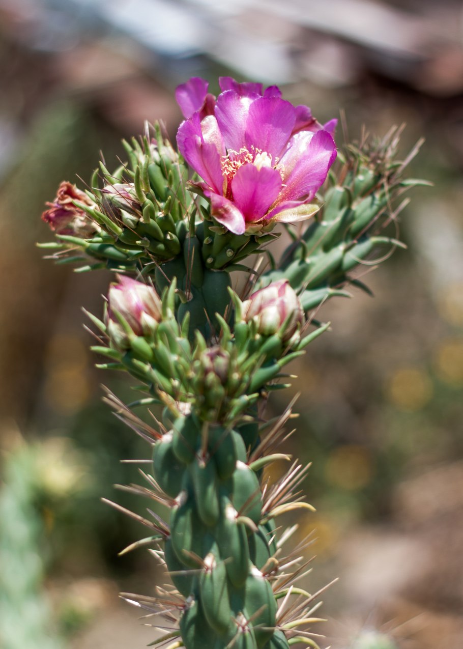Cylindropuntia fulgida