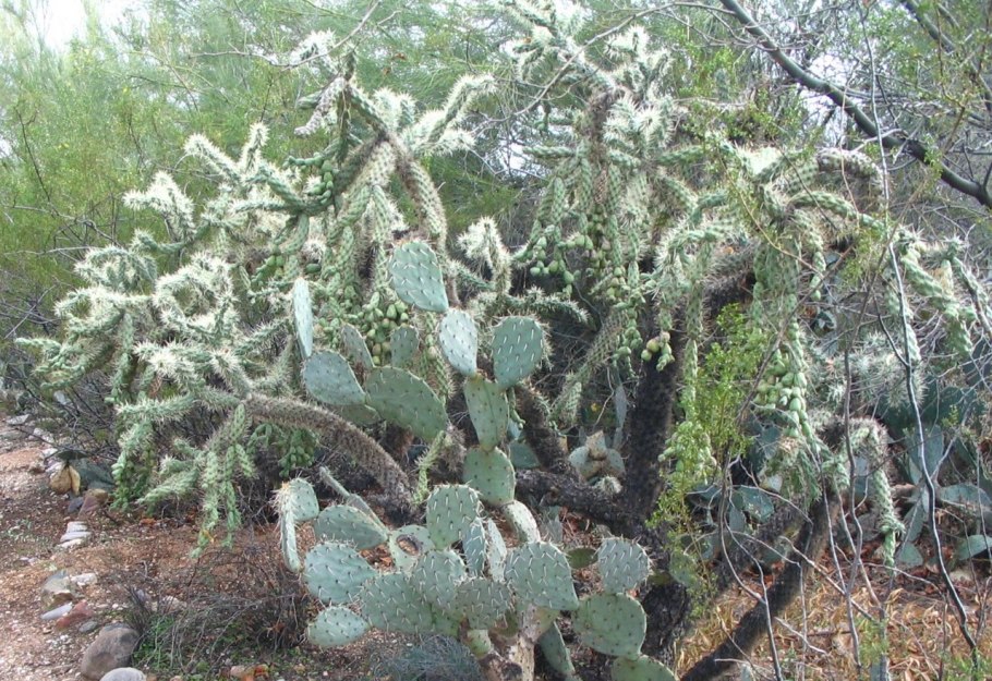 Cylindropuntia echinocarpa