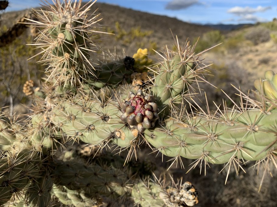 Cylindropuntia spinosior