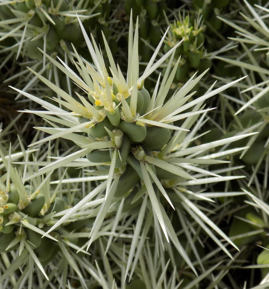 Cylindropuntia bigelovii