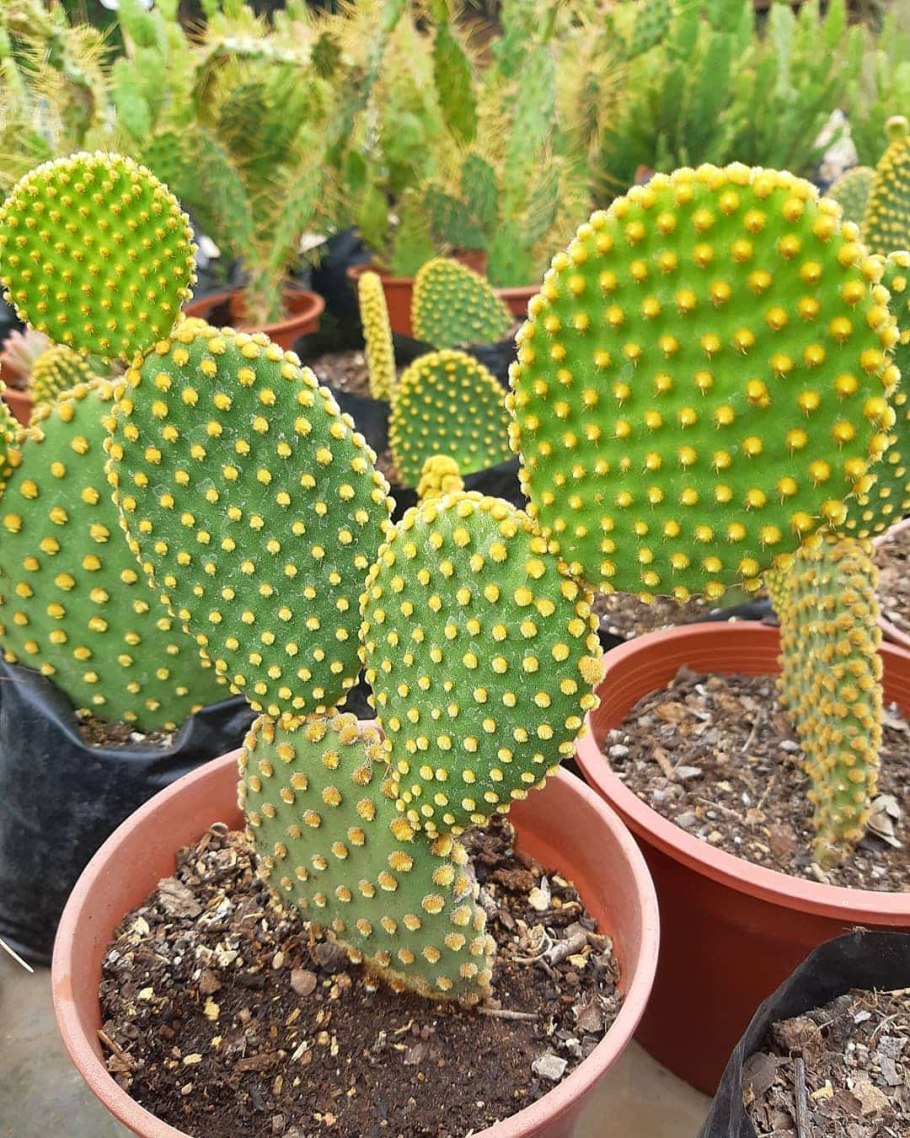 Cylindropuntia versicolor