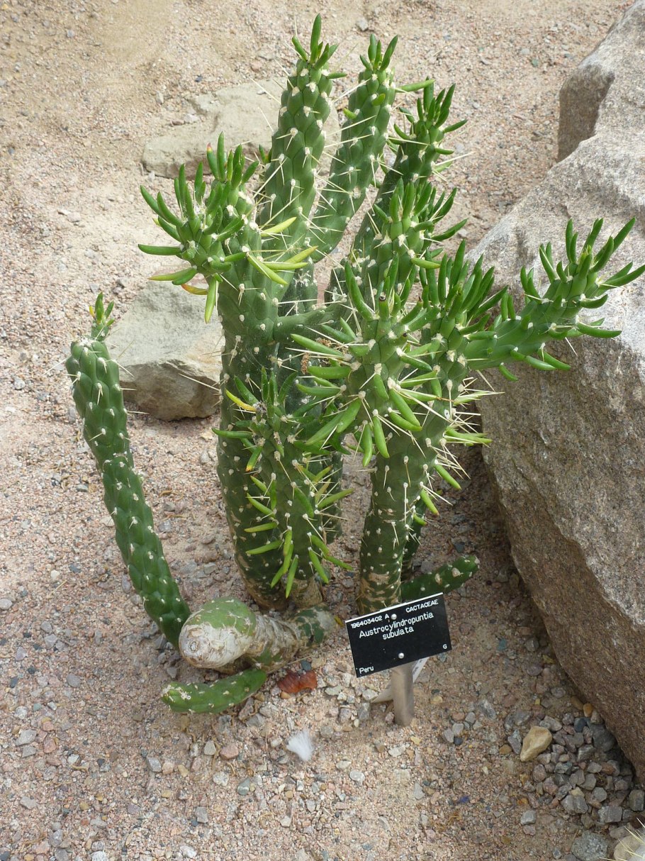 Cylindropuntia imbricata