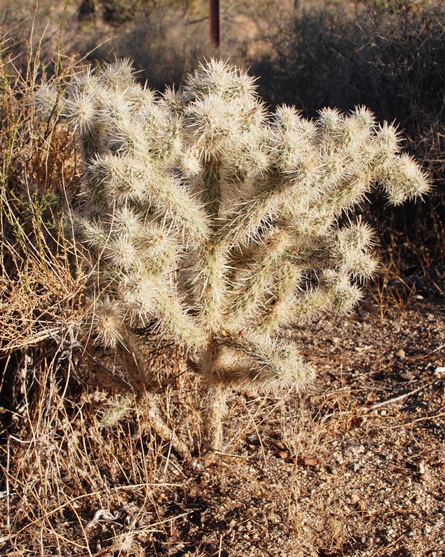 Cylindropuntia whipplei