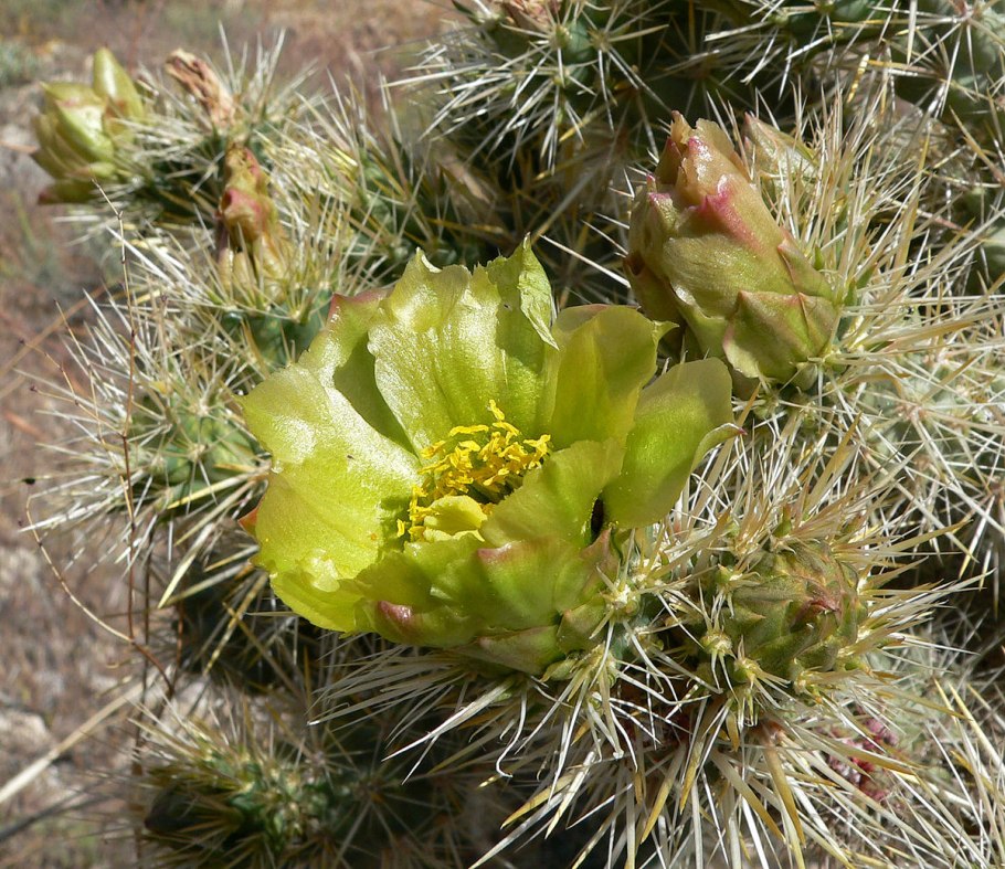 Opuntia whipplei sb1813 la boca, co