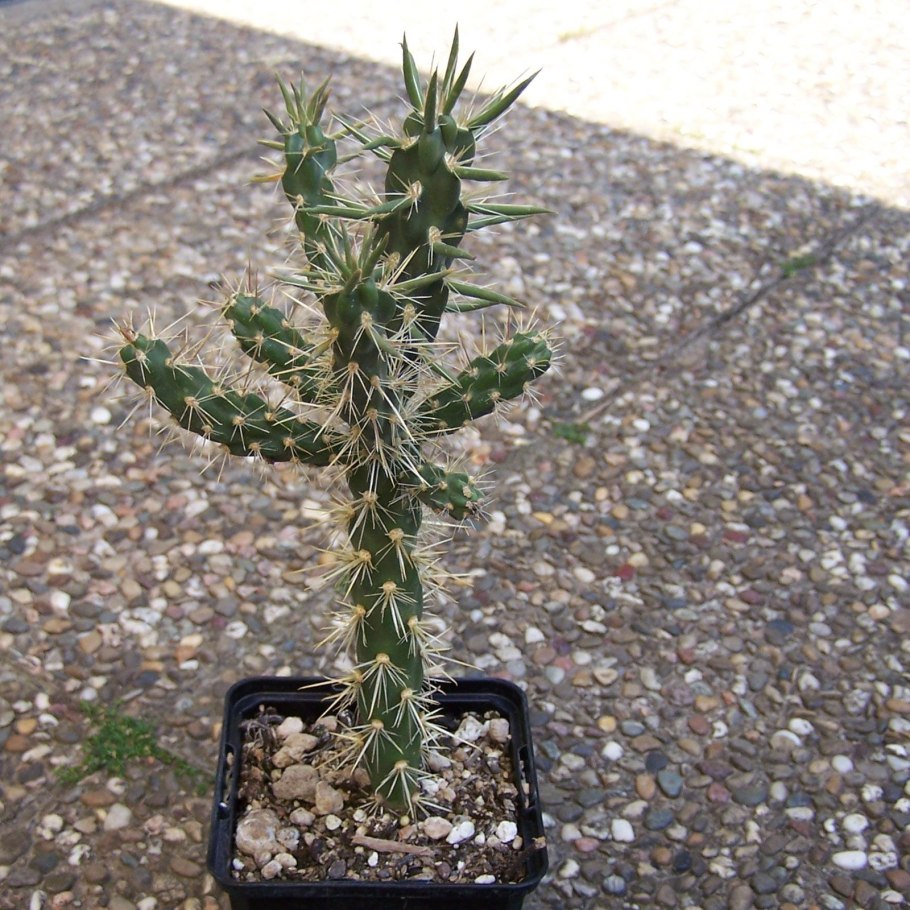 Cylindropuntia Cholla
