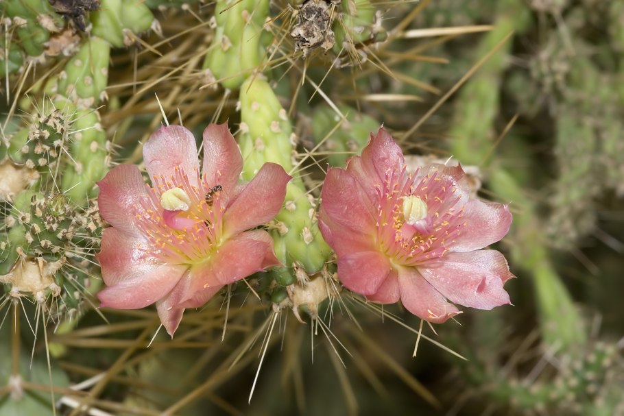 Cylindropuntia imbricata