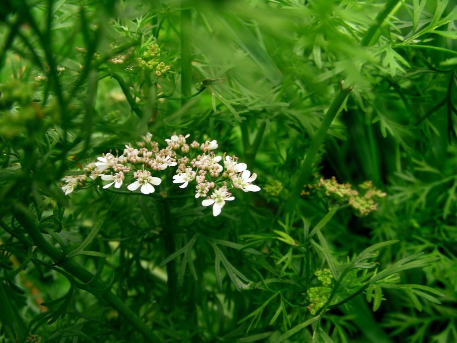 Снеки из пророщенных семян Экофермер "тыква сушеная" 50 г