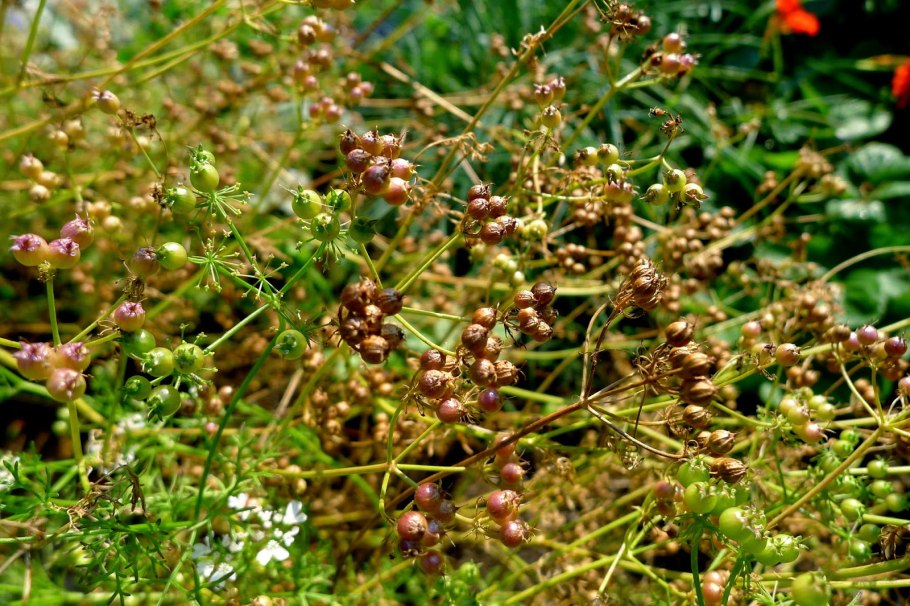 Семена кориандра на вид