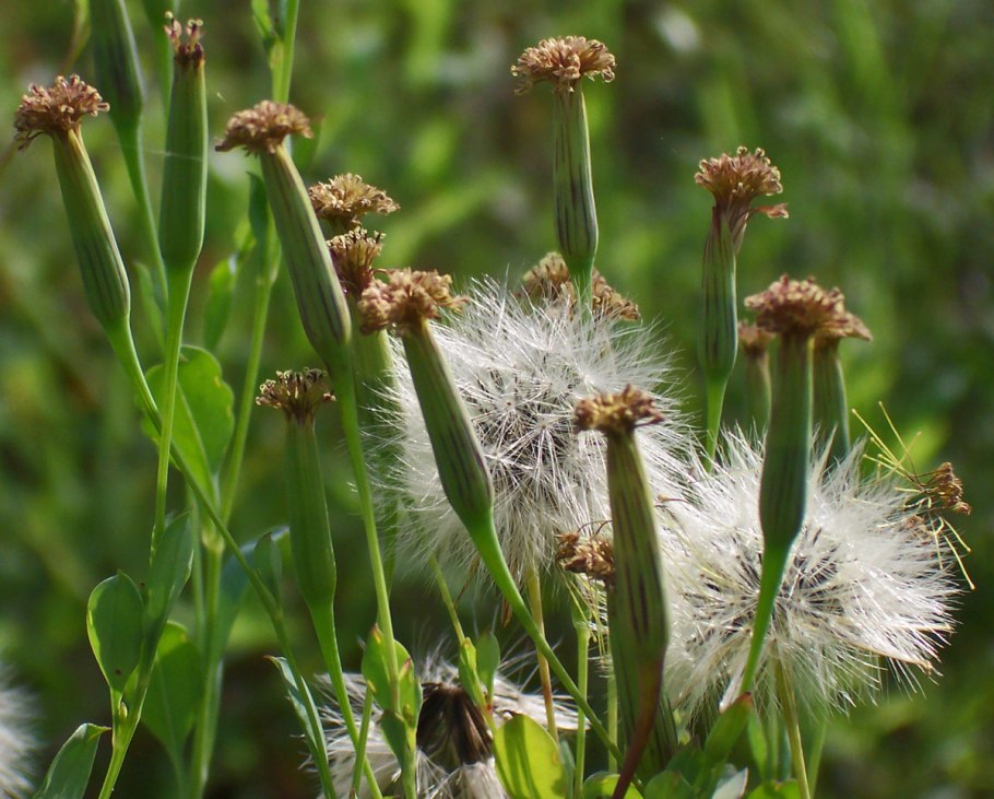 Самое ядовитое растение на планете