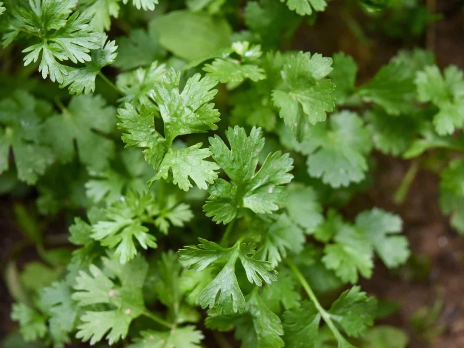 Соко Грузинская кухня