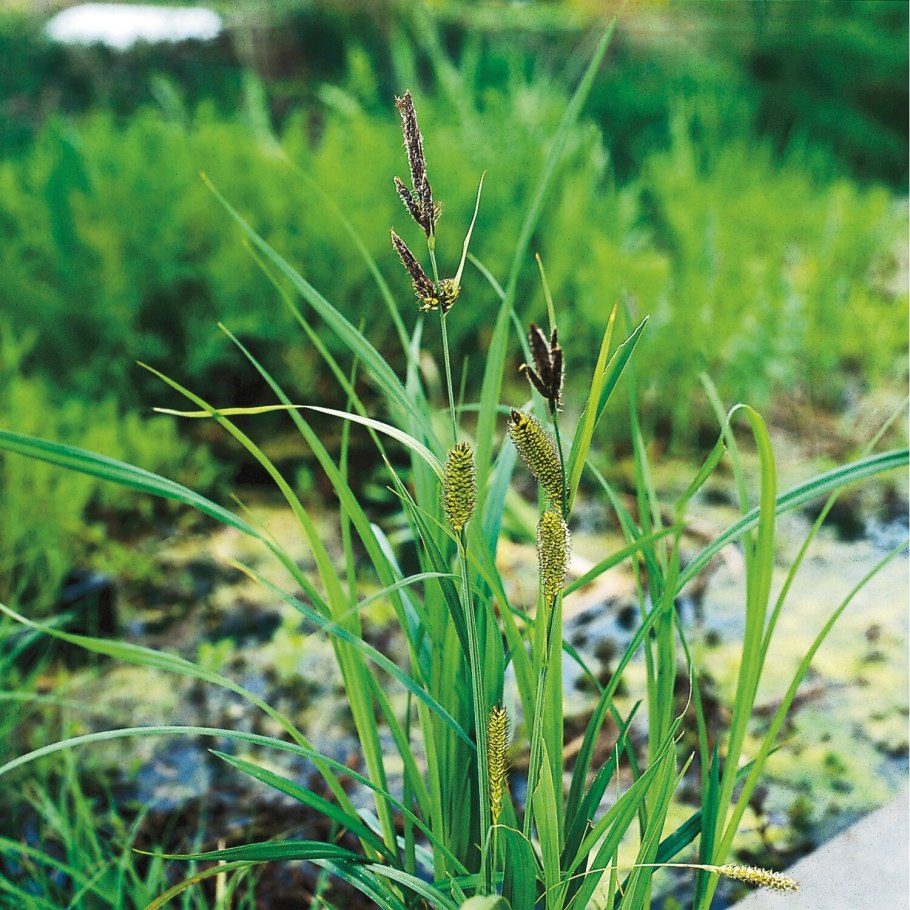 Carex riparia
