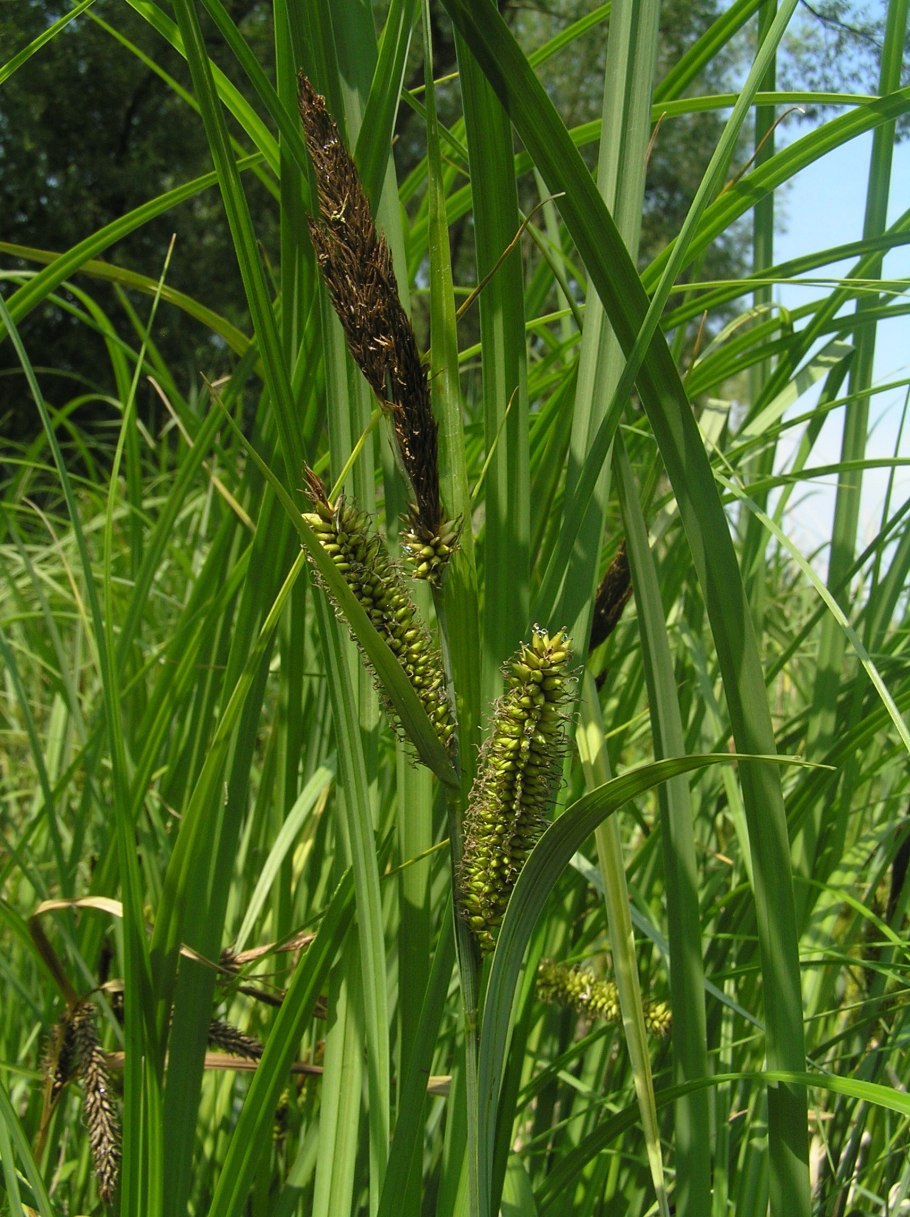 Осока водяная Carex aquatilis