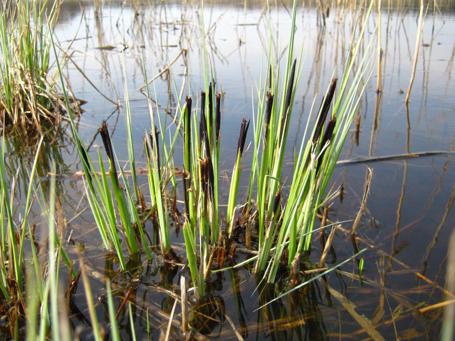 Осока Осока Carex berggrenii