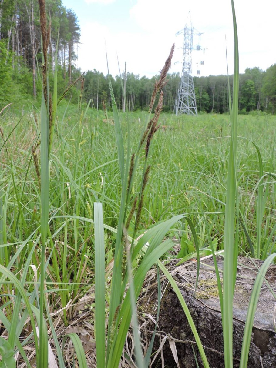 Осока Моррова "Вариегата"