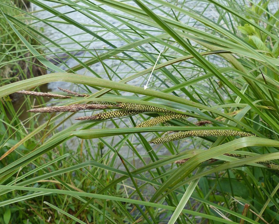Carex riparia
