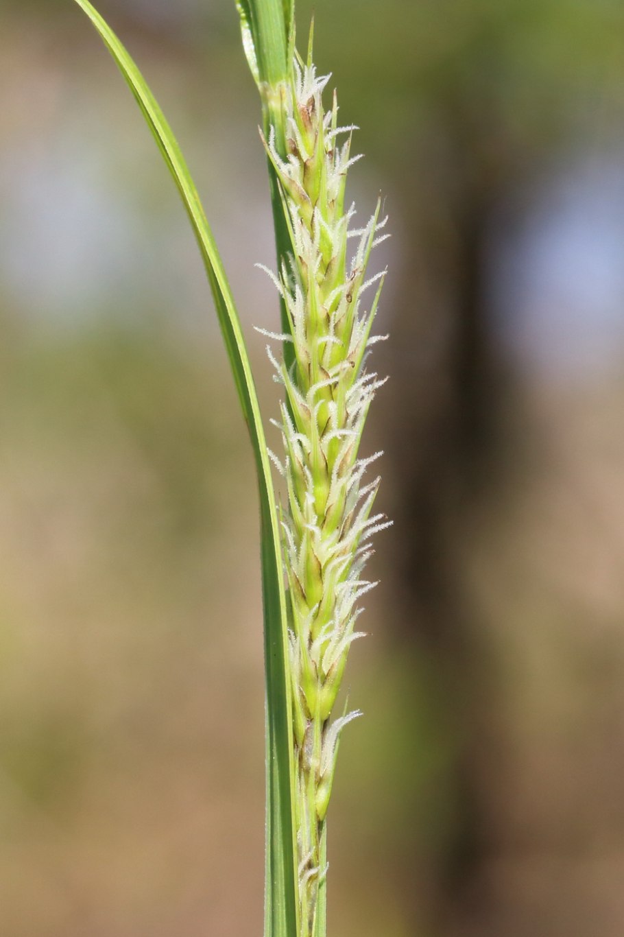 Осока Carex riparia
