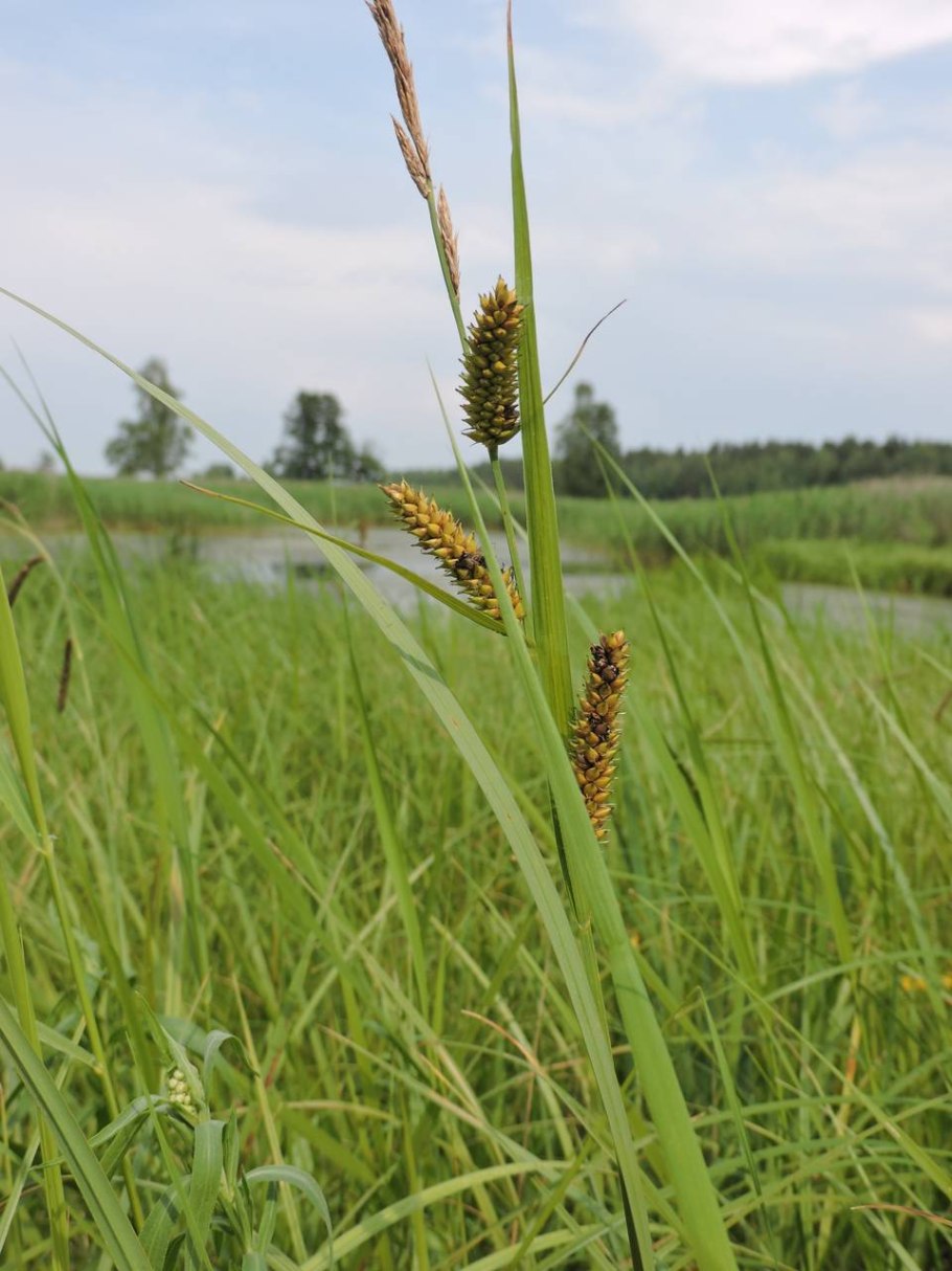 Осока Прибрежная