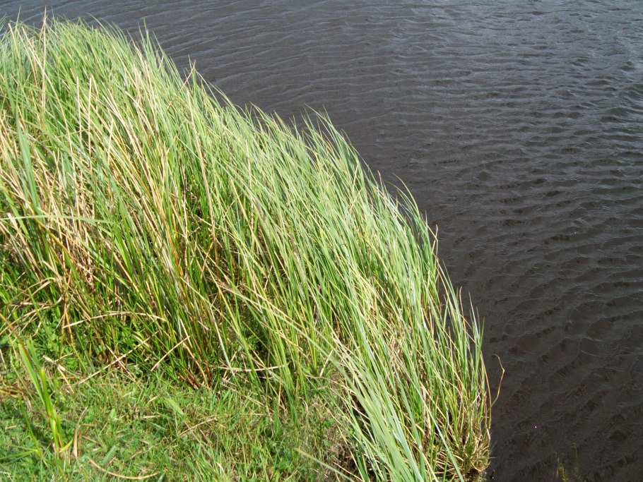 Осока Вариегата