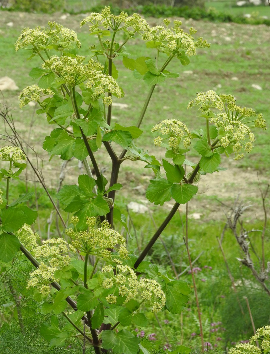 Smyrnium olusatrum