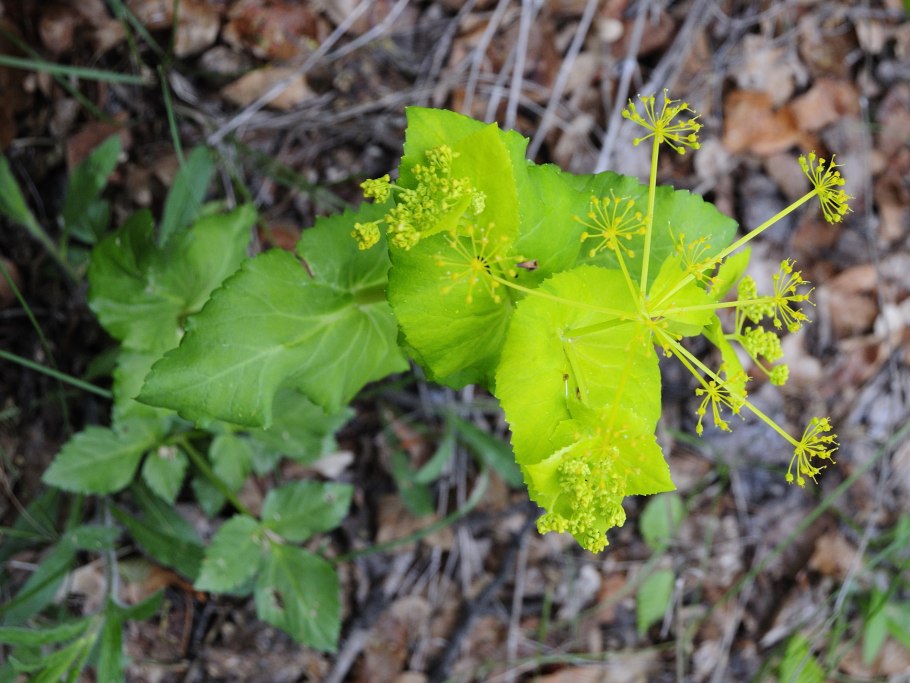 Смирния европейская