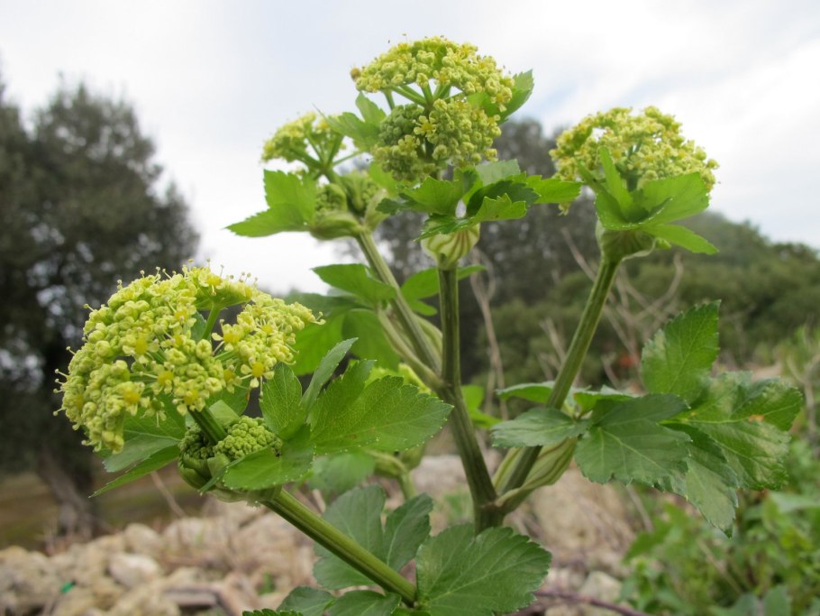 Смирния европейская