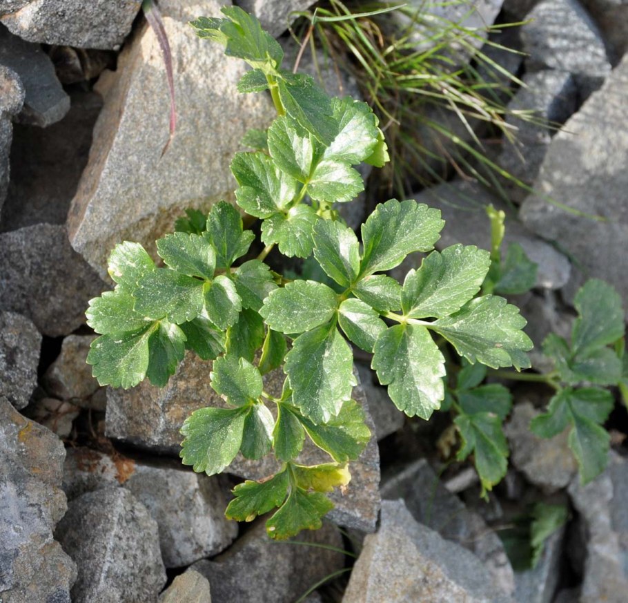 Смирния европейская