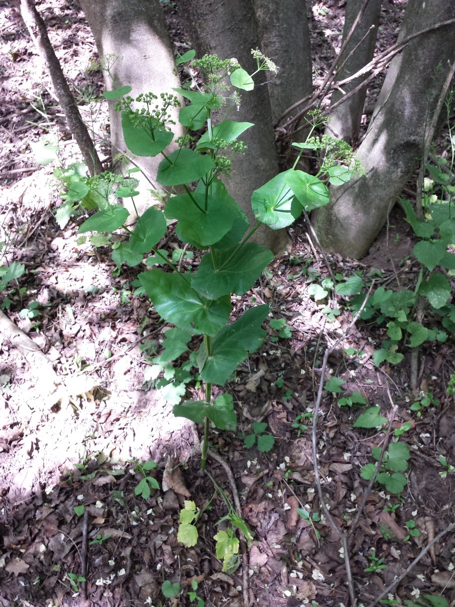 Hypericum grandifolium