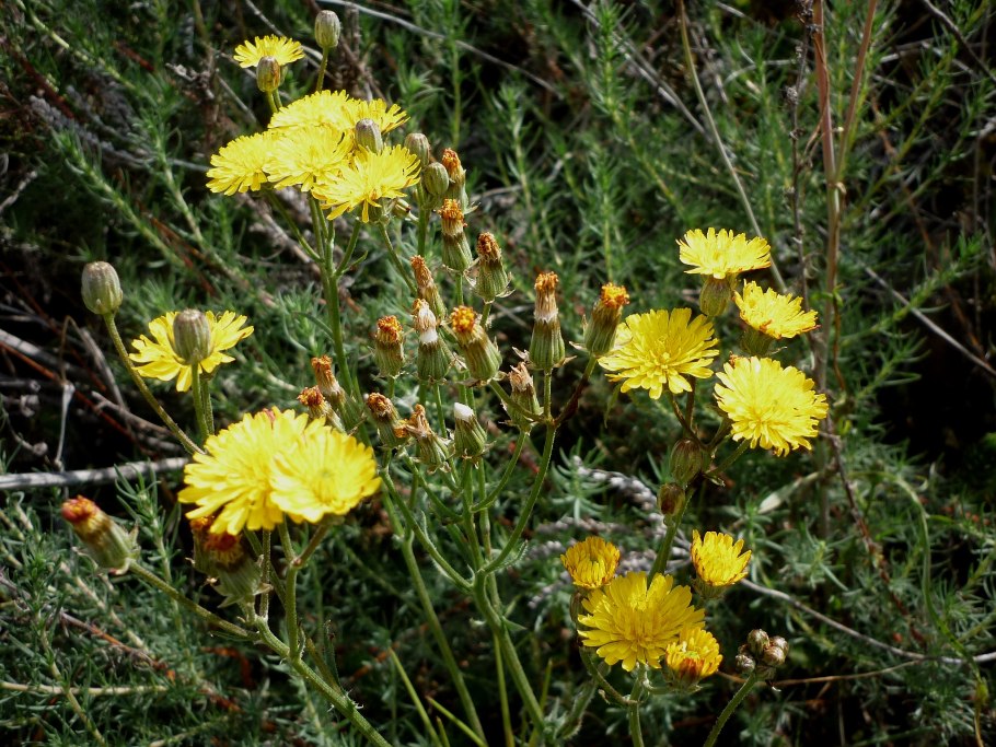 Смирния пронзеннолистная