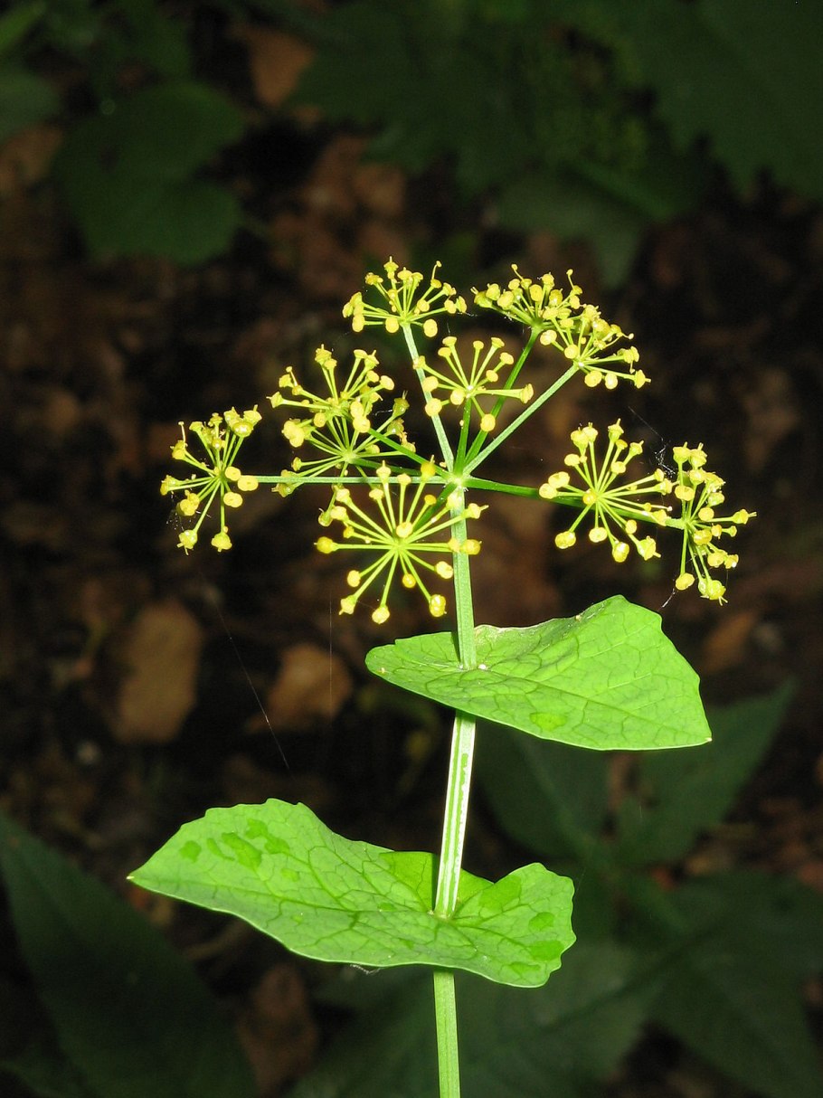 Смирния европейская