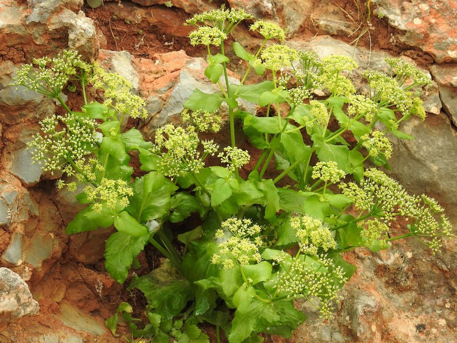 Мацерон Смирния