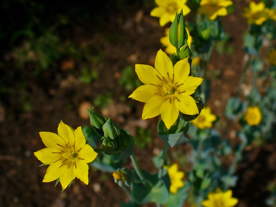Blackstonia perfoliata