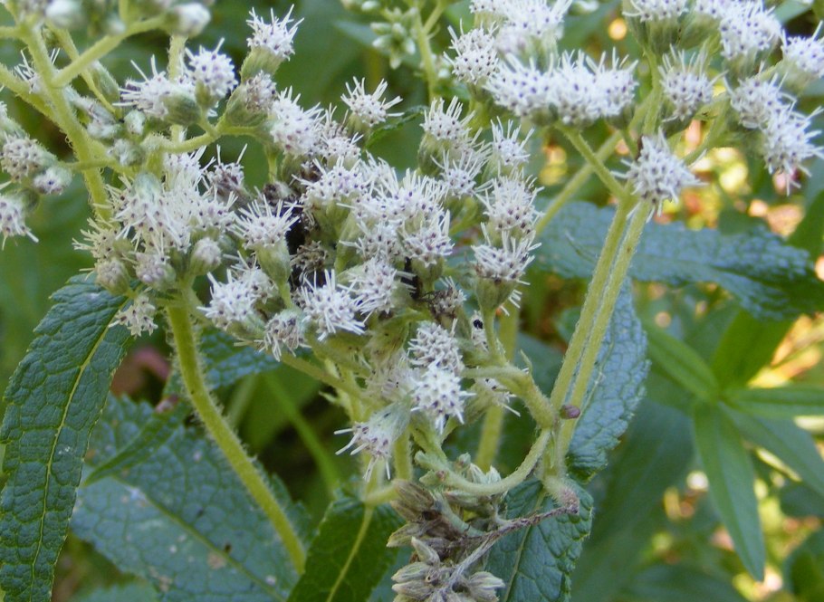 Блэкстония пронзеннолистная