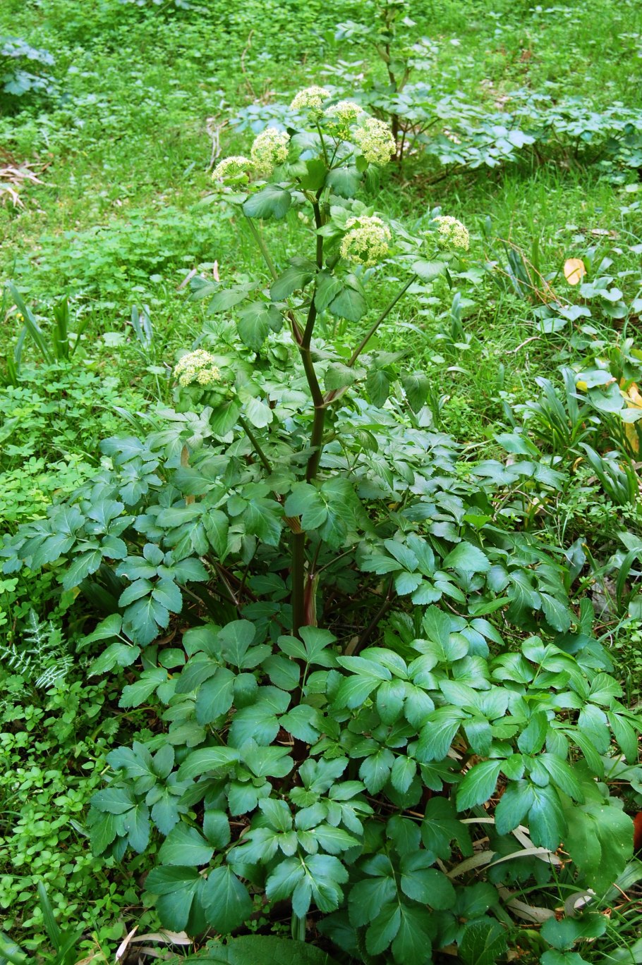 Смирния пронзеннолистная Калякин