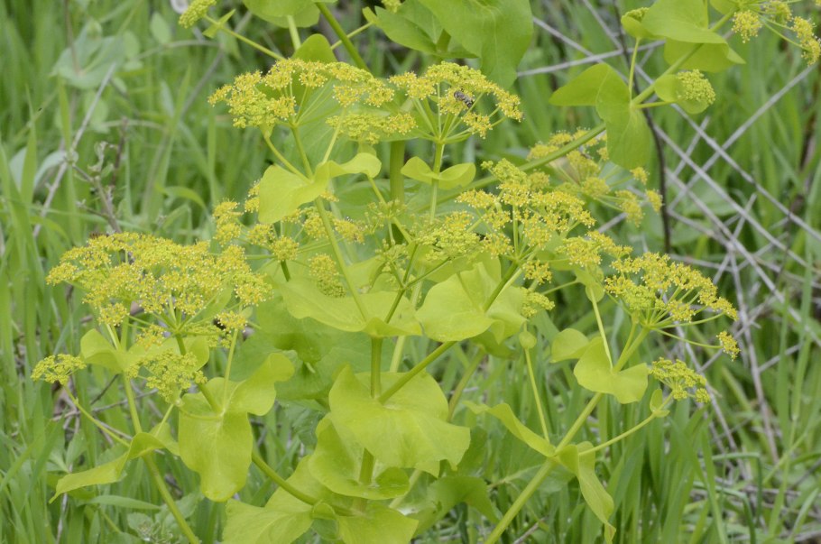 Смирния пронзённолистная