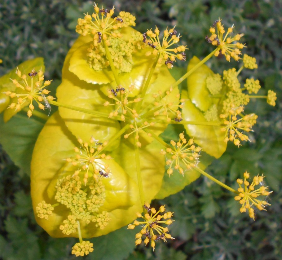 Смирния европейская