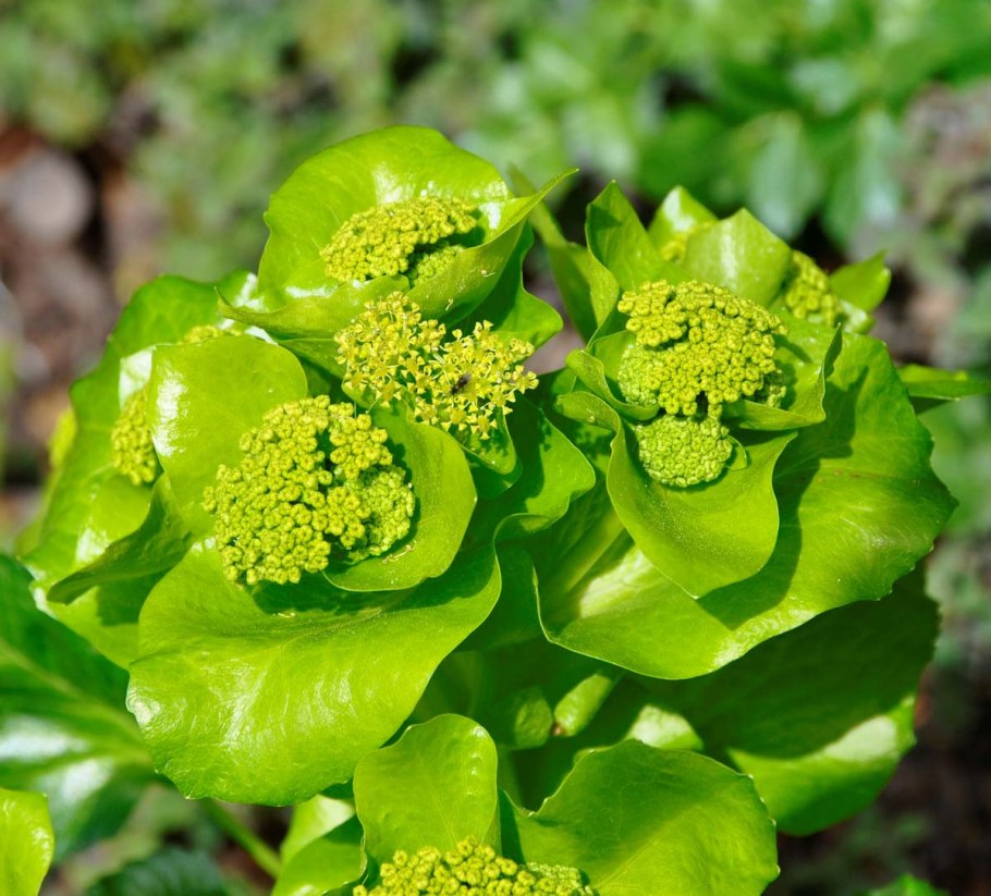 Смирния европейская