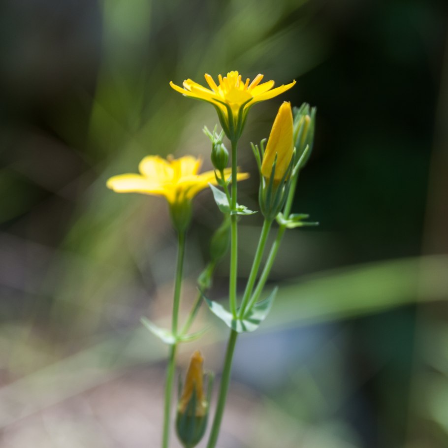 Клайтония остролистная