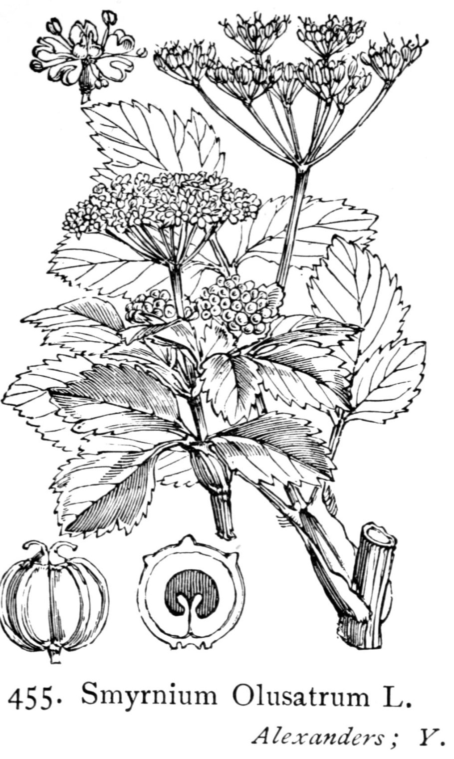 Насекомых нет фото